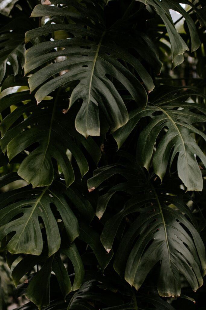 Vertical shot of lush monstera foliage with dark green leaves, showcasing nature's intricate design.