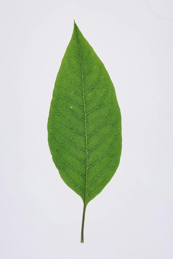 Detailed photograph of a bright green leaf on a white background, showcasing leaf veins.